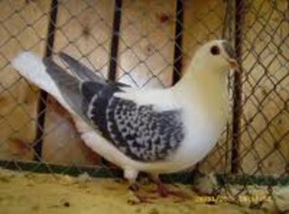 Thuringian Swallow