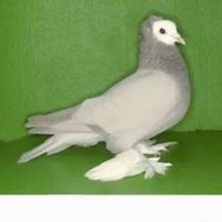 Thuringian White Head