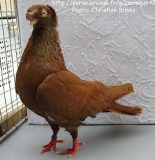 Transylvanian Double-Crested Tumbler