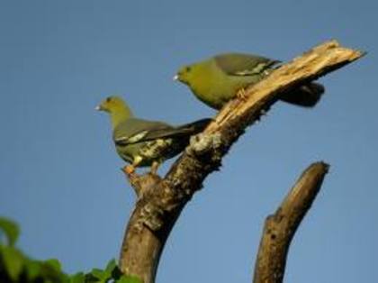 Treron australis