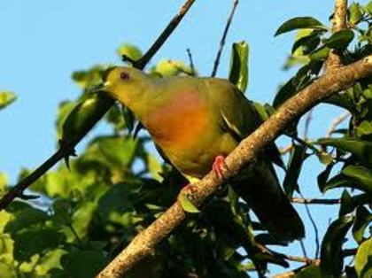 Treron bicinctus