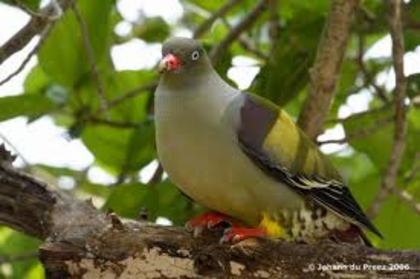 Treron calvus