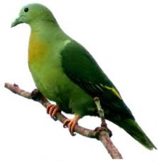 Treron capellei