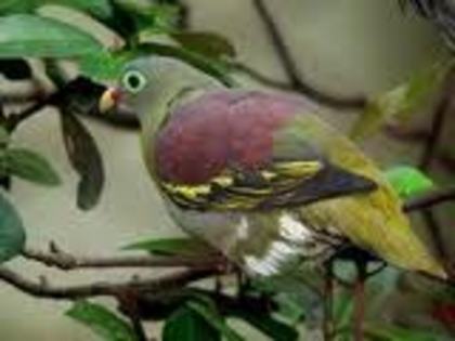 Treron curvirostra