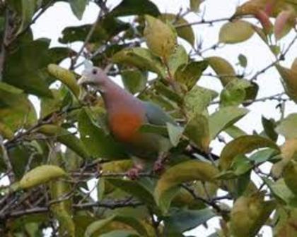 Treron fulvicollis