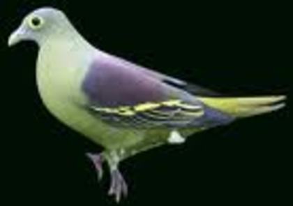 Treron griseicauda