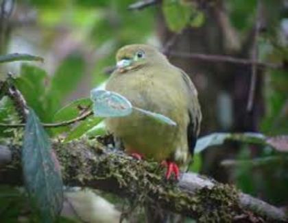 Treron oxyurus