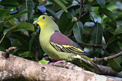 Treron pompadora