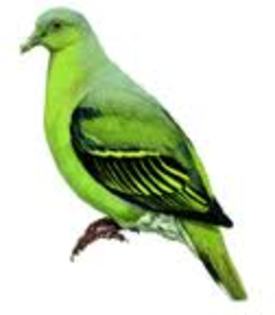 Treron psittaceus
