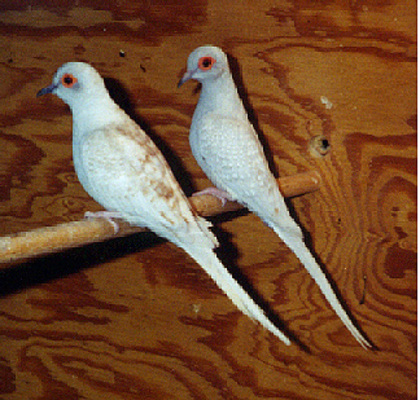 Ult.RedPr - 4 specii de porumbei si pasari
