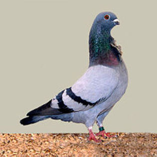 Valencian Figurita - 4 specii de porumbei si pasari