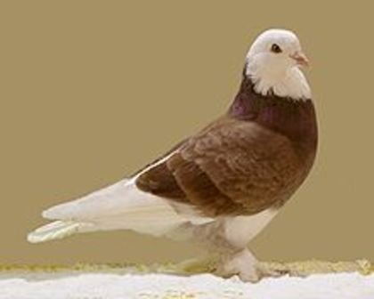 West of England Tumbler - 4 specii de porumbei si pasari