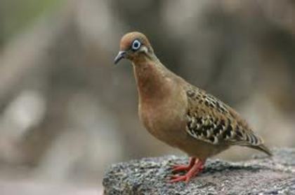 Zenaida galapagoensis - 4 specii de porumbei si pasari