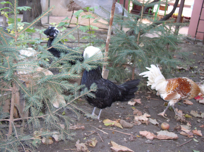 Nov2011 036