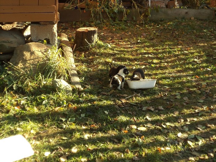 DSC02308 - la borsa octombrie