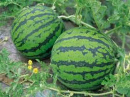 225x169_076894-cum-sa-cultivi-pepeni-verzi