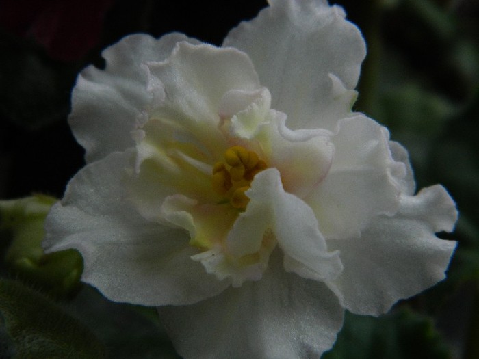 DSCN4401 - 0 Violete africane noiembrie 2011