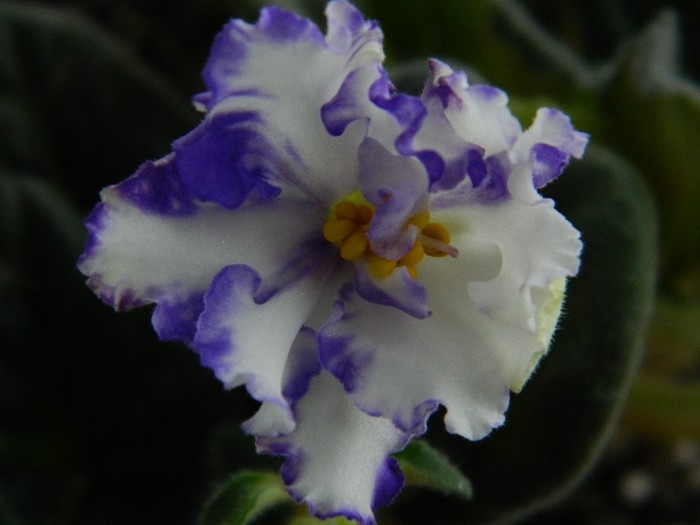 DSCN4390 - 0 Violete africane noiembrie 2011