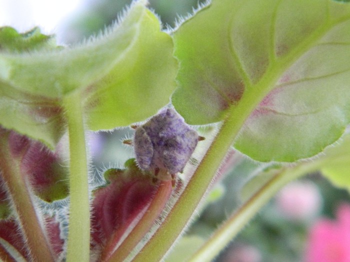 DSCN4388 - 0 Violete africane noiembrie 2011