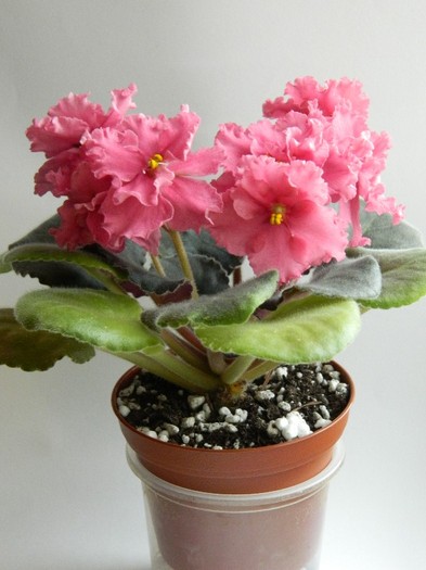 DSCN4299 - 0 Violete africane noiembrie 2011