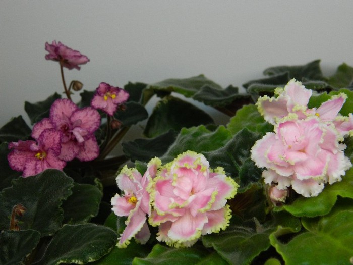 DSCN4293 - 0 Violete africane noiembrie 2011