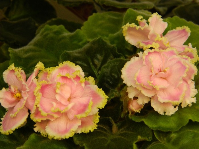 DSCN4296 - 0 Violete africane noiembrie 2011