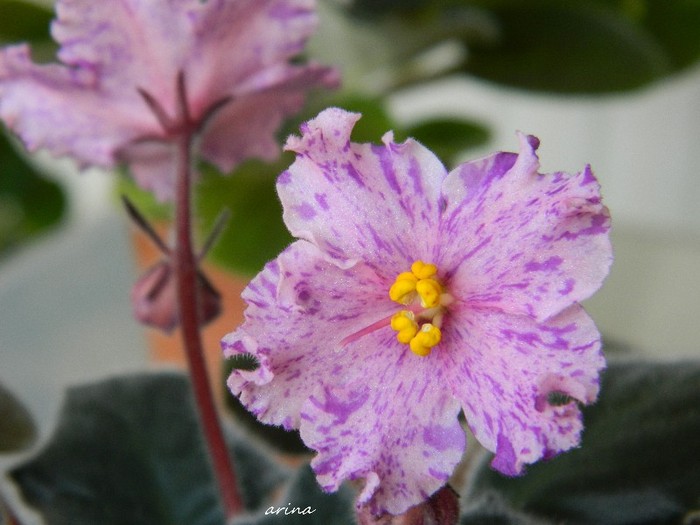 DSCN4249 - 0 Violete africane noiembrie 2011