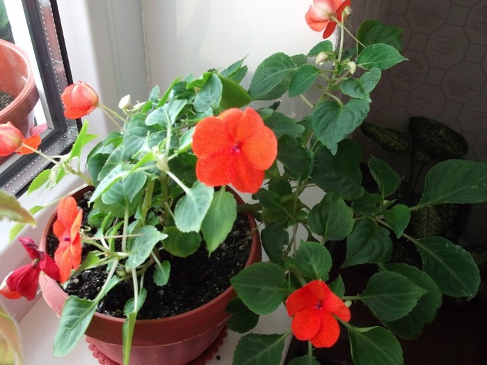 sporul casei din Bucuresti - FLORI DIVERSE