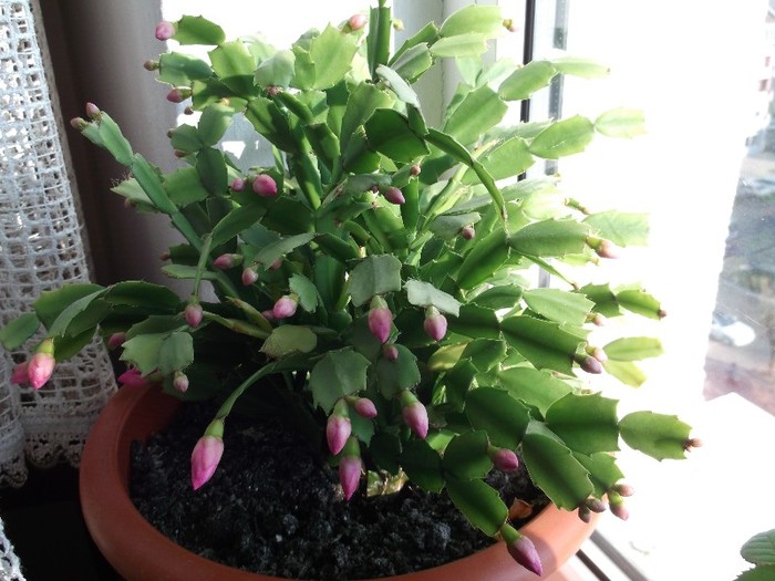 Craciunita mea din geam - FLORI DIVERSE