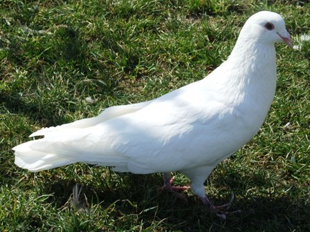 Porumbel Roman alb - Porumbei - porumbeiagrement