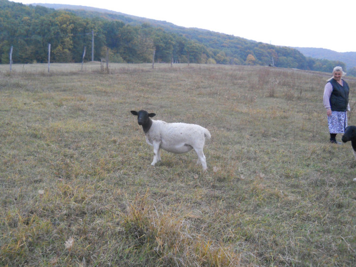 doamna cu oile dorper -ai sant dragi - Ferma de oi -Turcane si Dorper Antal