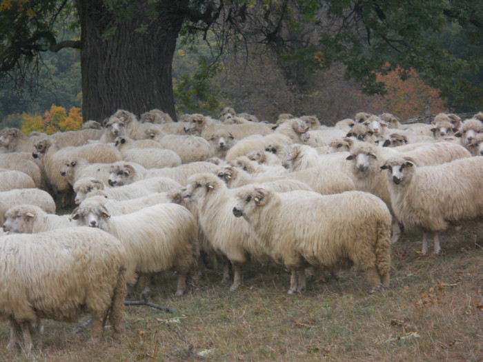 frumoase oi  de rasa Turcane - Ferma de oi -Turcane si Dorper Antal