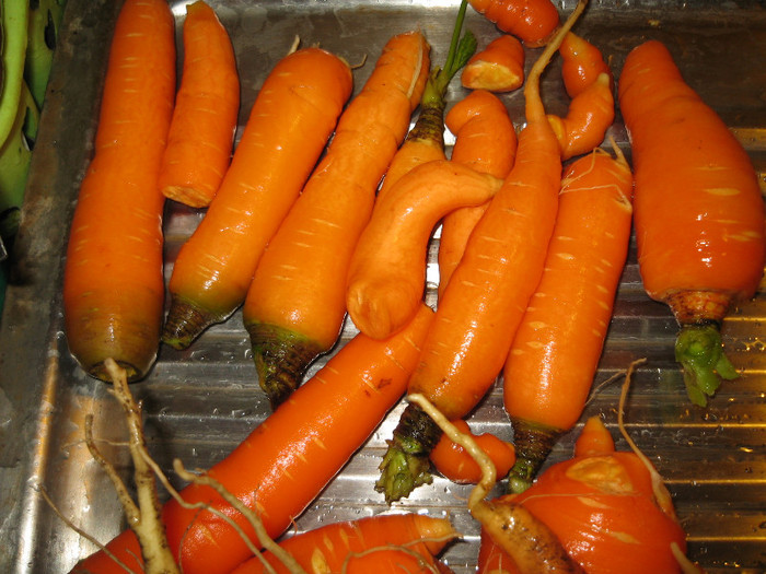 Salata de legume cu sare pentru iarna,nov.2011; Morcov
