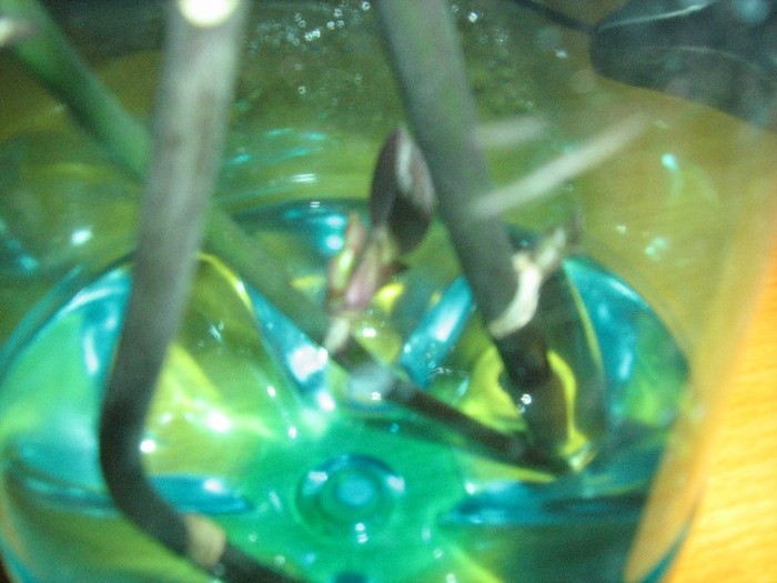 21 nov 2011 - Experiment Phalaenopsis