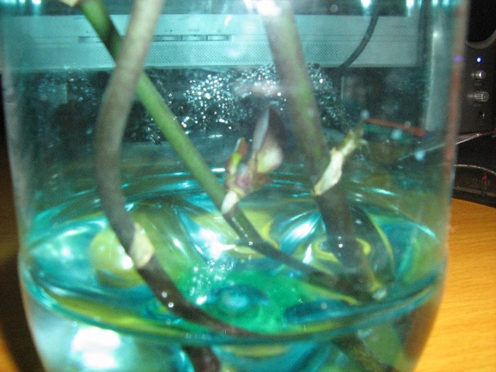 21 nov 2011 - Experiment Phalaenopsis
