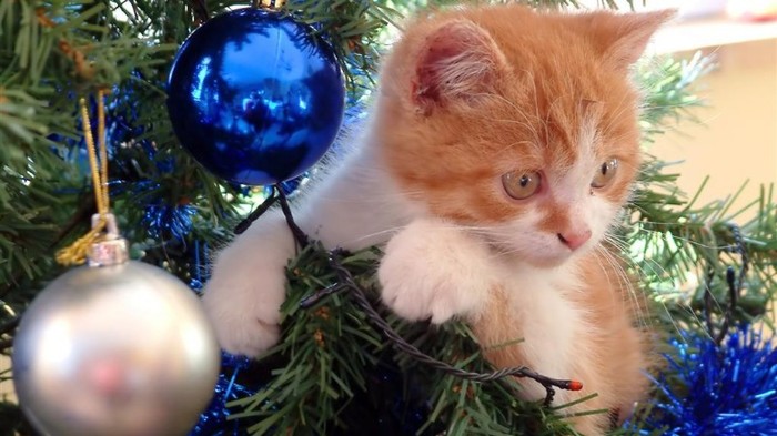 582439-1024x576-red-sweet-kitten-on-christmas-tree