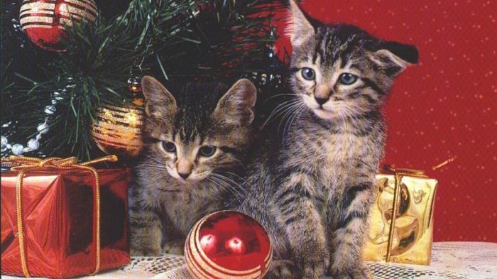 811549-1024x576-christmas-kitties---grey-sibling - christmas time