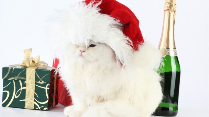 534975-1024x576-kitty