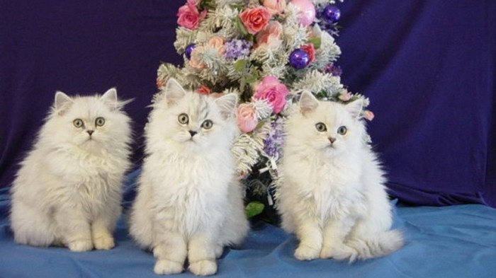 529856-1024x576-kitten-near-christmas-tree