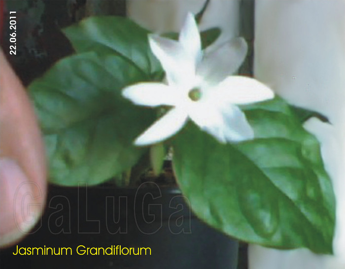 Jasminum Grandiflorum; Prima floare a unui puiut
