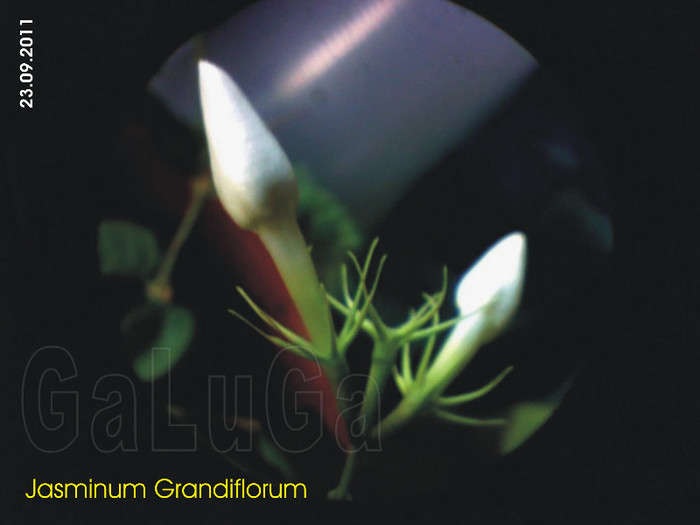 Jasminum Grandiflorum; Din nou boboci
