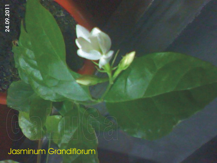 Jasminum Grandiflorum; Explodeaza la 09 pm
