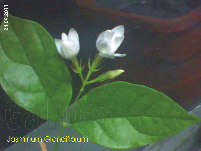 Jasminum Grandiflorum; Explodeaza la 09 pm
