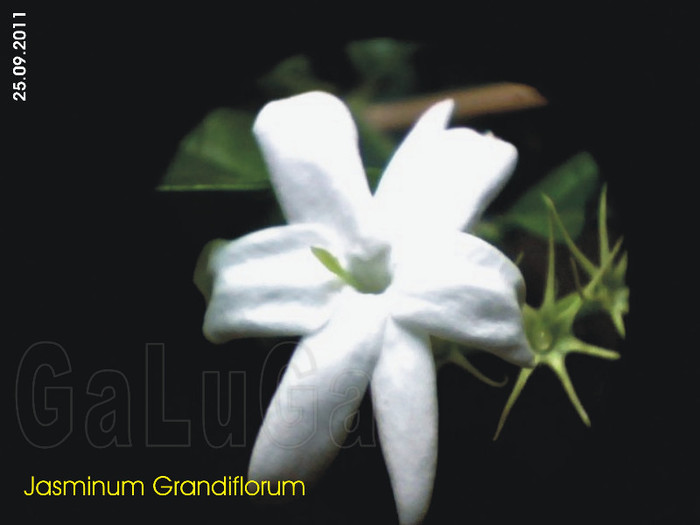 Jasminum Grandiflorum; Floare
