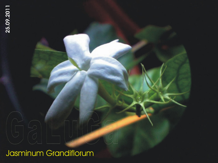 Jasminum Grandiflorum; Inflorita
