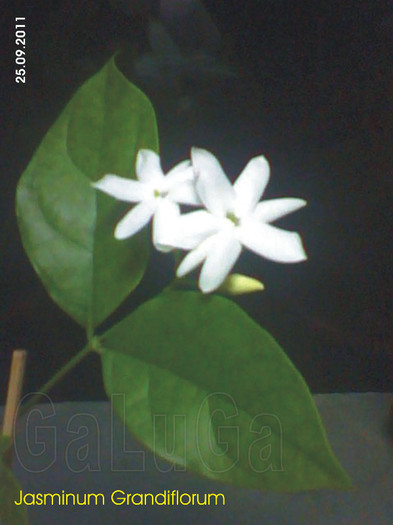 Jasminum Grandiflorum; Floare diametrul 4 cm
