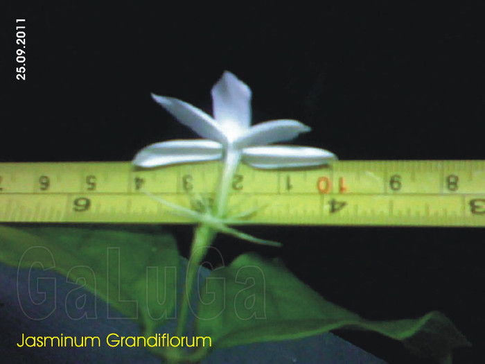 Jasminum Grandiflorum; Dovada
