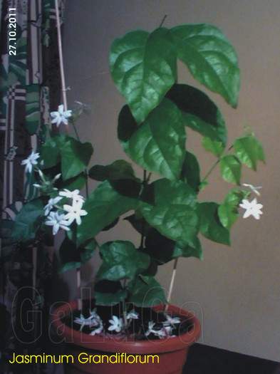 Jasminum Grandiflorum - Grandiflorum