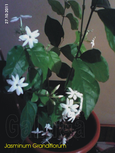 Jasminum Grandiflorum; Flori
