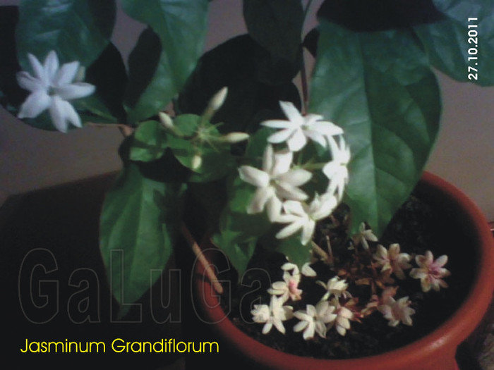 Jasminum Grandiflorum; Unele cazute_altele in viata_altele pentru viitor
